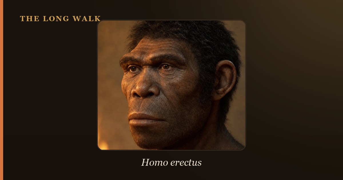 Reconstruction of Homo erectus