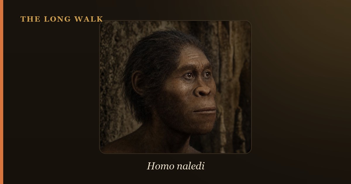 Reconstruction of Homo naledi