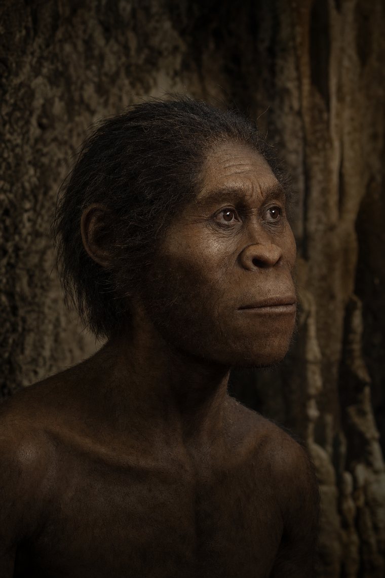 Reconstruction of Homo naledi