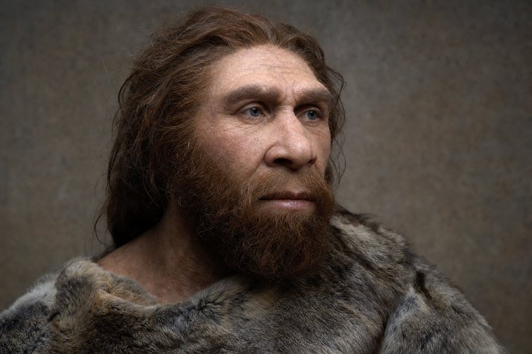 Reconstruction of Homo neanderthalensis
